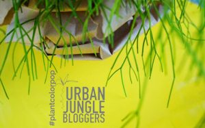 Urban Jungle Bloggers - Pop color Plant, colour bunt, Pflanze, grün knallig, frisch, lebendig, aktion Bloggeraktion,